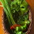 Scallion Salsa Verde