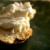 Lemon Truffle Biscotti with Goat Cheese
