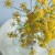 Fennel Blossom Soup