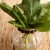 Three Green Spanakopita